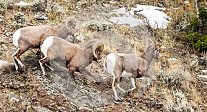 Bighorn Sheep During Rut