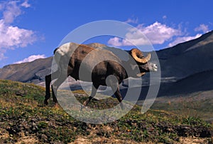 Bighorn Sheep Showing Dominace