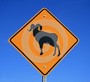 Bighorn sheep sign