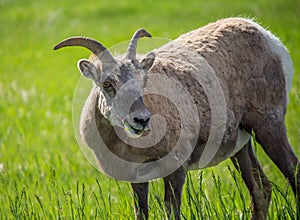 A bighorn sheep with small horns chews on green grass.