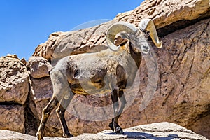 Bighorn Sheep Sonora Desert Museum Tucson Arizona