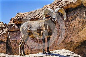 Bighorn Sheep Sonora Desert Museum Tucson Arizona