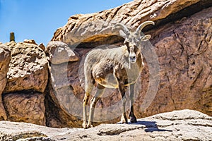 Bighorn Sheep Sonora Desert Museum Tucson Arizona