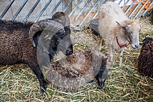 Bighorn sheep in the stable