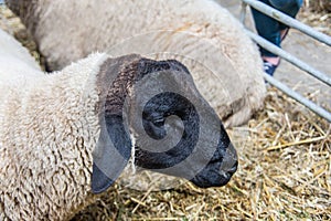 Bighorn sheep in the stable