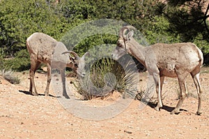 Bighorn Sheep