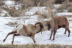 Bighorn Sheep photo