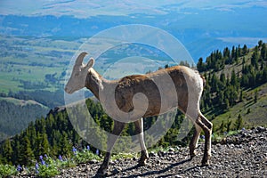 The bighorn sheep at Mount Washburn photo