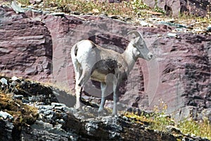 Bighorn Sheep walking on edge of cliff below Clements Mountain on Hidden Lake Pass in Glacier National Park in Montana USA