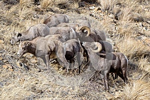 Colorado Rocky Mountain Bighorn Sheep