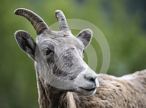 Bighorn Sheep youngster