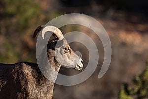 Bighorn Sheep in Zion