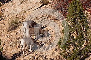 Bighorn Sheep in Zion