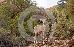 Bighorn sheep in Zion National Park