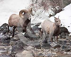 Bighorn Sheeps