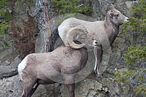 Bighorn Sheeps