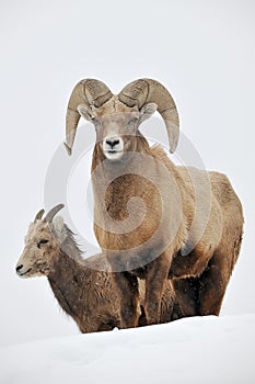 Bighorn sheeps