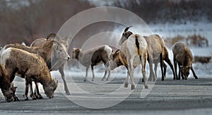 bighorn sheeps licking salt and minerals on a road