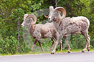 Bighorn sheeps walking