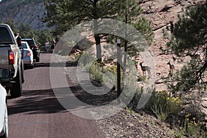 Bighorns around Checkerboard Mesa, Road 9, Utah, USA