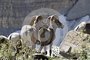 Bighorns in the USA