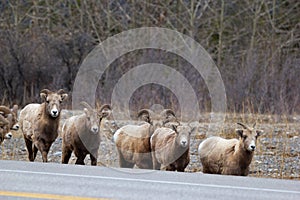 Bighorns are walking along the road in mountains in early spring