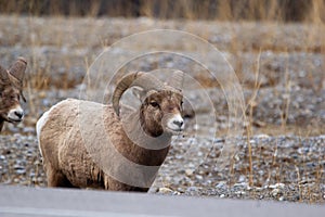 Bighorns are walking along the road in mountains in early spring