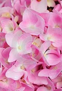 Bigleaf Hydrangea Closeup