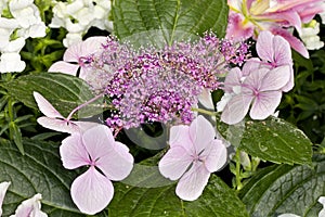 Bigleaf Hydrangea Hydranea macrophylla