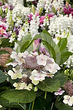 Bigleaf Hydrangea Hydranea macrophylla