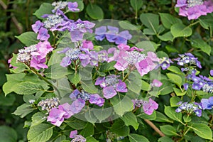 Bigleaf Hydrangea macrophylla Mariesii Perfecta, flowering shrub