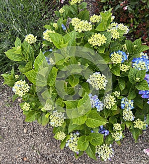 Bigleaf Hydrangea, Lacecap Hydrangea, Hydrangea macrophylla, blue cultivar