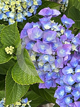 Bigleaf Hydrangea, Lacecap Hydrangea, Hydrangea macrophylla, blue cultivar