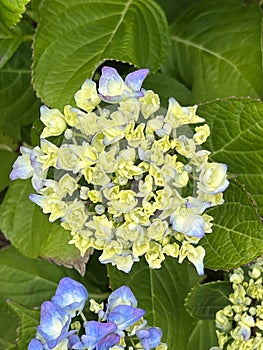 Bigleaf Hydrangea, Lacecap Hydrangea, Hydrangea macrophylla, blue cultivar