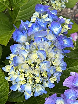 Bigleaf Hydrangea, Lacecap Hydrangea, Hydrangea macrophylla, blue cultivar