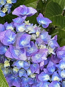 Bigleaf Hydrangea, Lacecap Hydrangea, Hydrangea macrophylla, blue cultivar