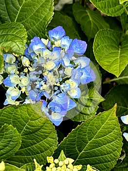 Bigleaf Hydrangea, Lacecap Hydrangea, Hydrangea macrophylla, blue cultivar