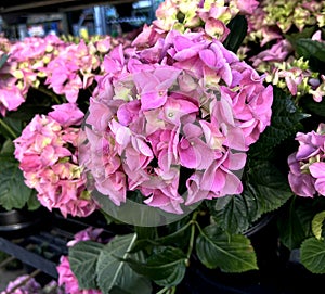 Bigleaf Hydrangea, Lacecap Hydrangea, Hydrangea macrophylla, pink cultivar