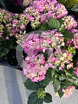 Bigleaf Hydrangea, Lacecap Hydrangea, Hydrangea macrophylla, pink cultivar