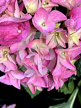 Bigleaf Hydrangea, Lacecap Hydrangea, Hydrangea macrophylla, pink cultivar