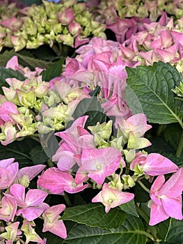 Bigleaf Hydrangea, Lacecap Hydrangea, Hydrangea macrophylla, pink cultivar