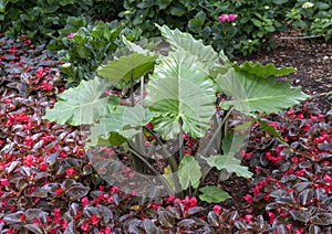 Bigleaf Hydrangia, Begonia and Elephant Ear plants in flower bed at the Dallas Arboretum photo