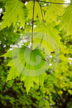 Bigleaf maple on green background