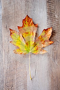 Bigleaf maple leaf closeup photo