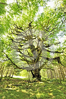 Bigleaf Maple, Quinault Rainforest