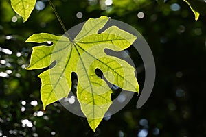 The bigleaf maple during summer photo