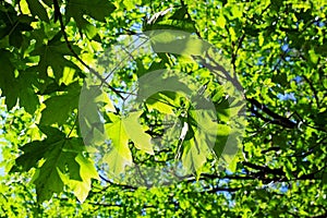 Bigleaf Maple, Yosemite, Yosemite National Park