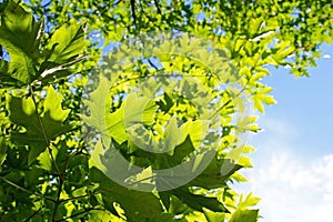 Bigleaf Maple, Yosemite, Yosemite National Park