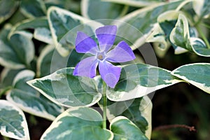 Bigleaf periwinkle or Vinca major evergreen perennial flowering plant with glossy dark green leathery leaves and single violet
