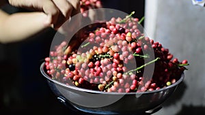 Bignay, Antidesma bunius being weighed home wine processing